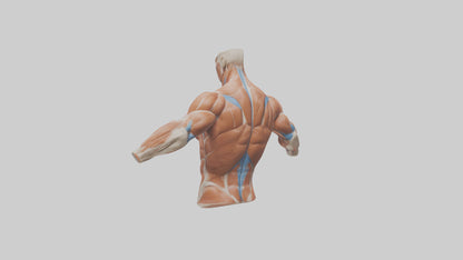 Human Deltoid Muscle Model VR / AR / low-poly