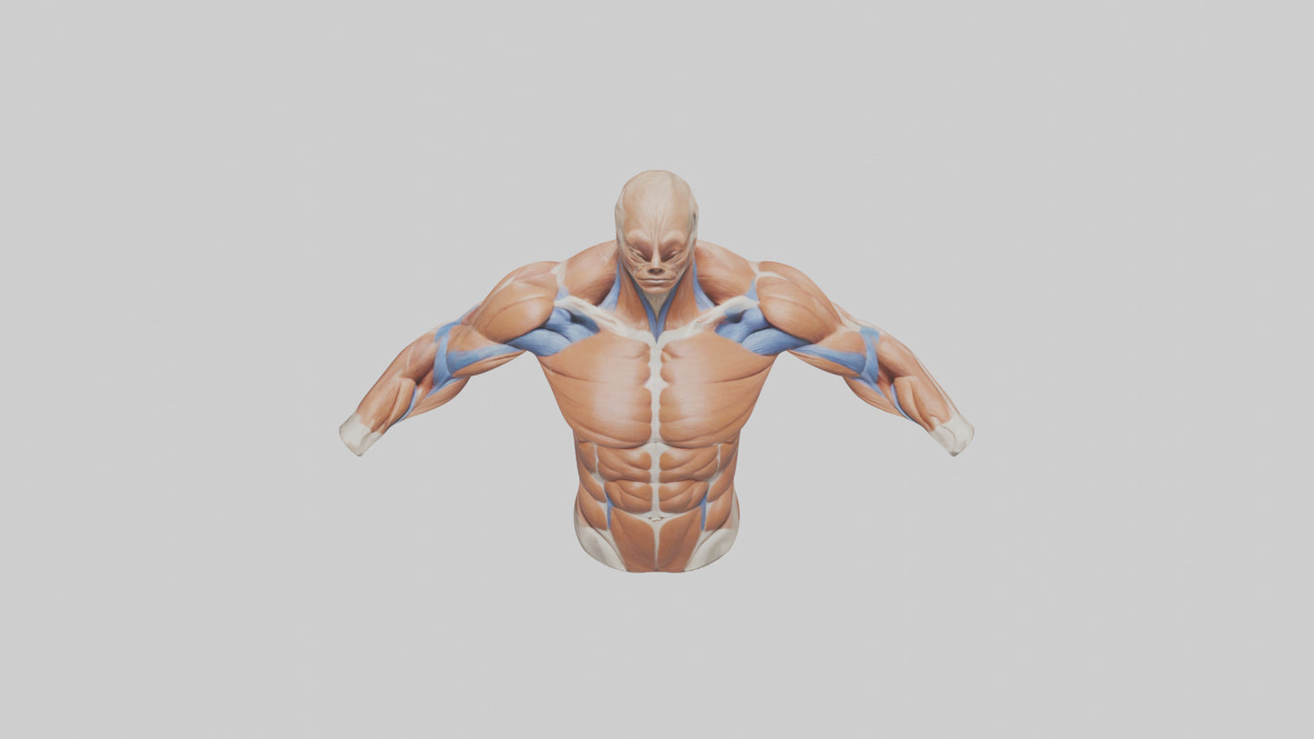 Human Deltoid Muscle Model VR / AR / low-poly