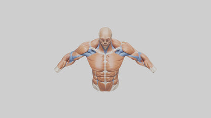 Human Deltoid Muscle Model VR / AR / low-poly