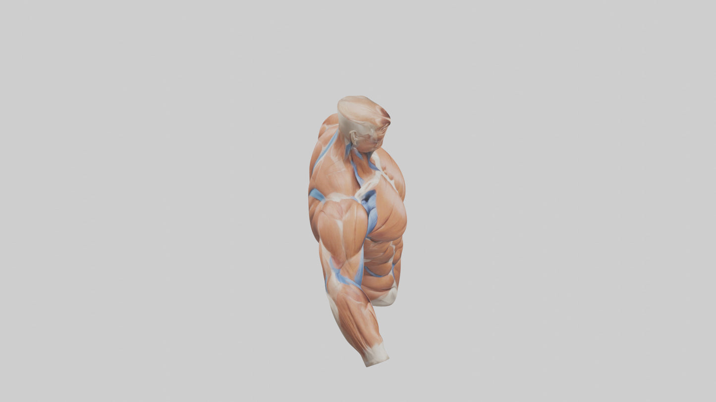 Human Deltoid Muscle Model VR / AR / low-poly
