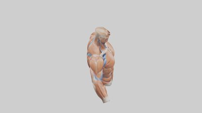 Human Deltoid Muscle Model VR / AR / low-poly