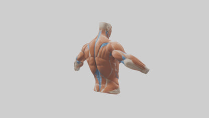 Human Deltoid Muscle Model VR / AR / low-poly