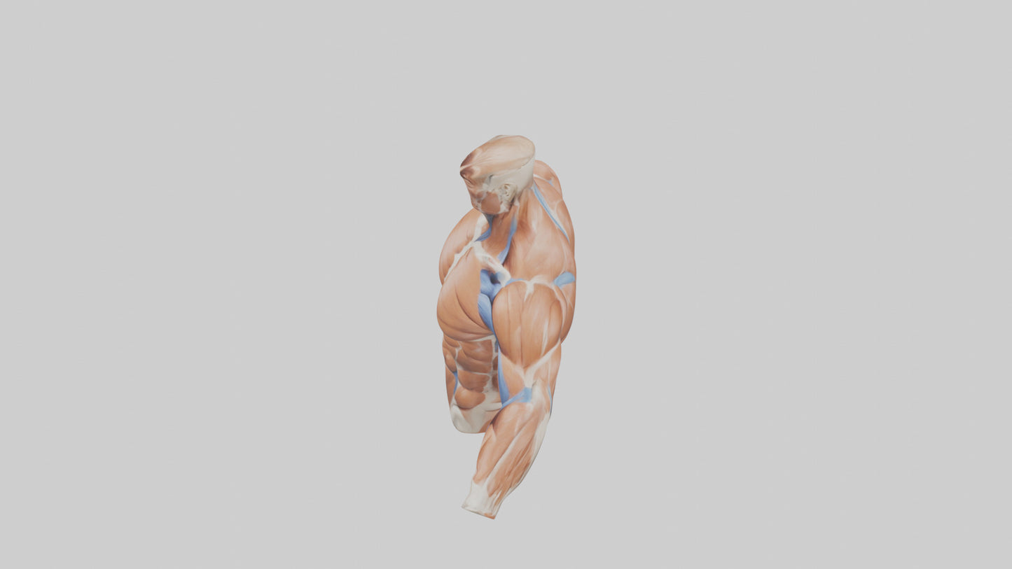 Human Deltoid Muscle Model VR / AR / low-poly