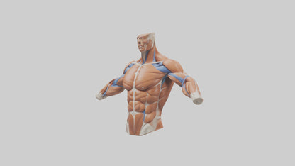 Human Deltoid Muscle Model VR / AR / low-poly