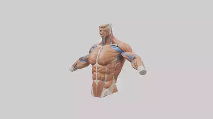 Human Deltoid Muscle Model VR / AR / low-poly