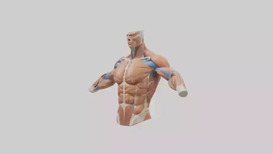Human Deltoid Muscle Model VR / AR / low-poly