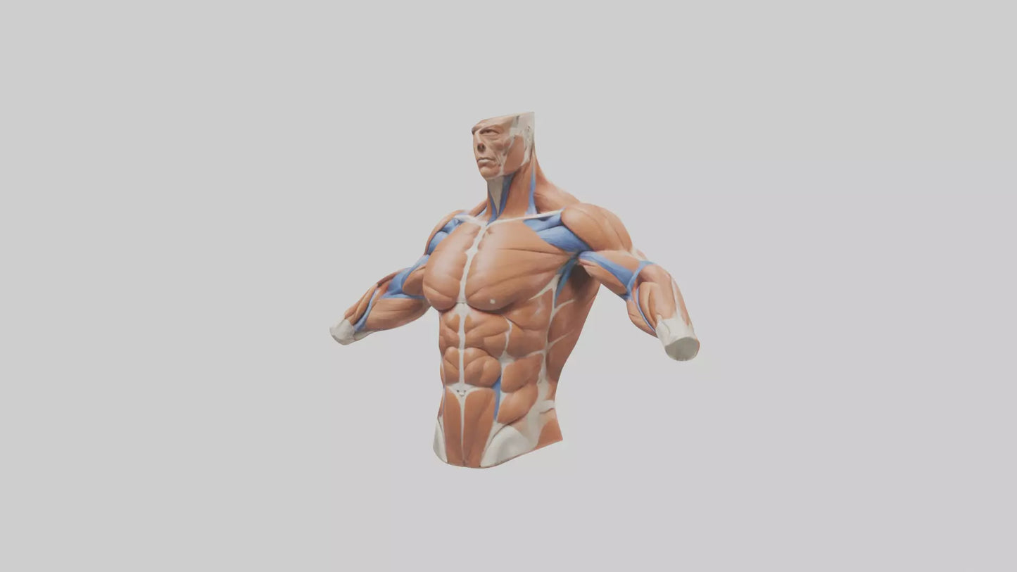 Human Deltoid Muscle Model VR / AR / low-poly
