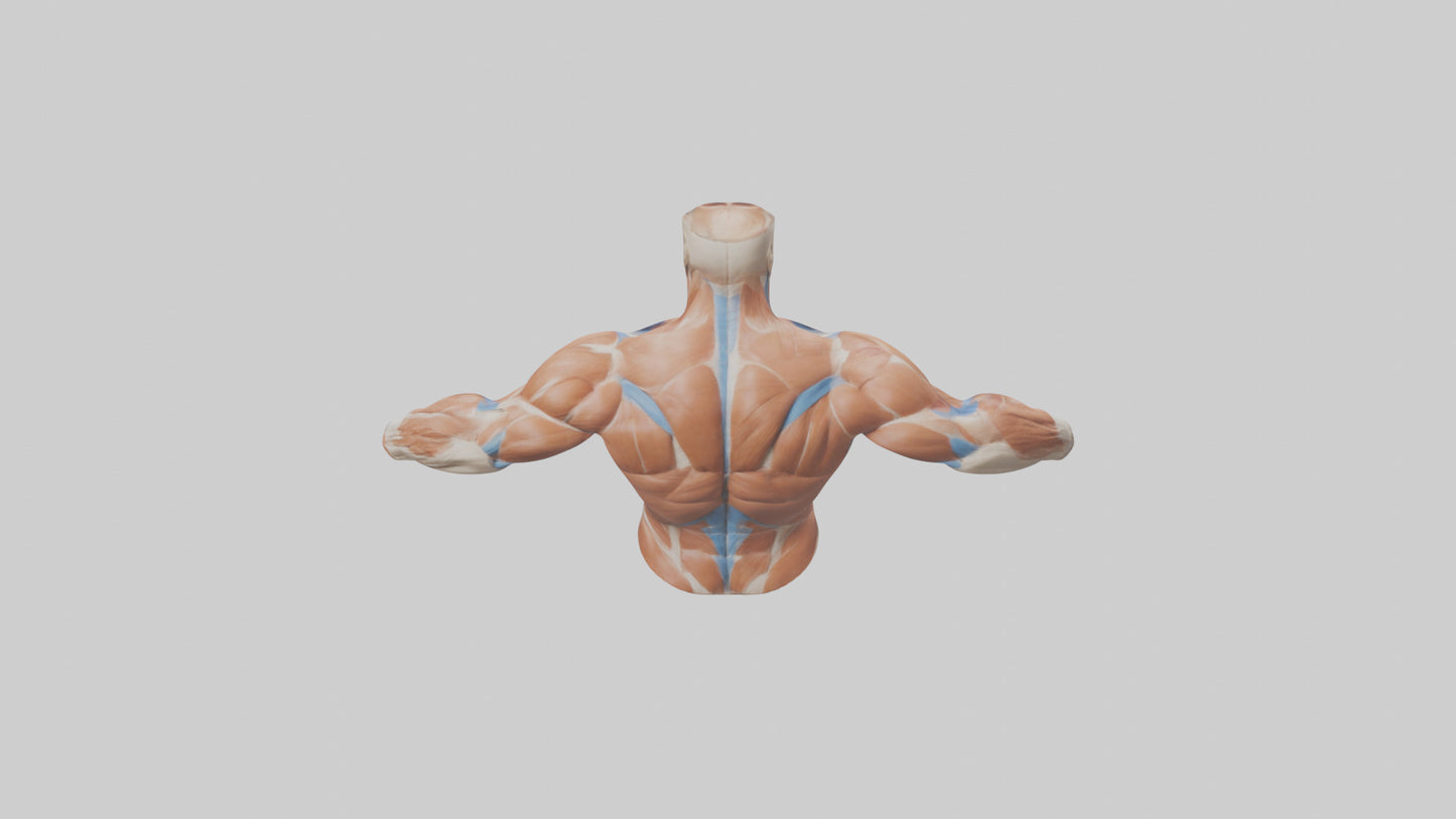Human Deltoid Muscle Model VR / AR / low-poly