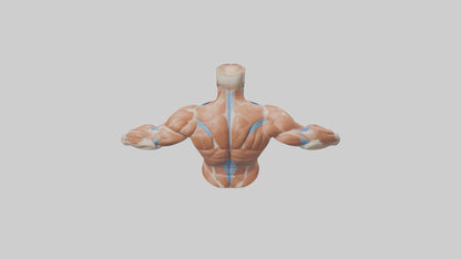 Human Deltoid Muscle Model VR / AR / low-poly
