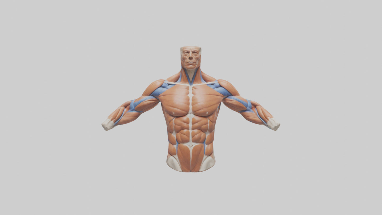 Human Deltoid Muscle Model VR / AR / low-poly
