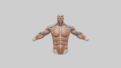 Human Deltoid Muscle Model VR / AR / low-poly
