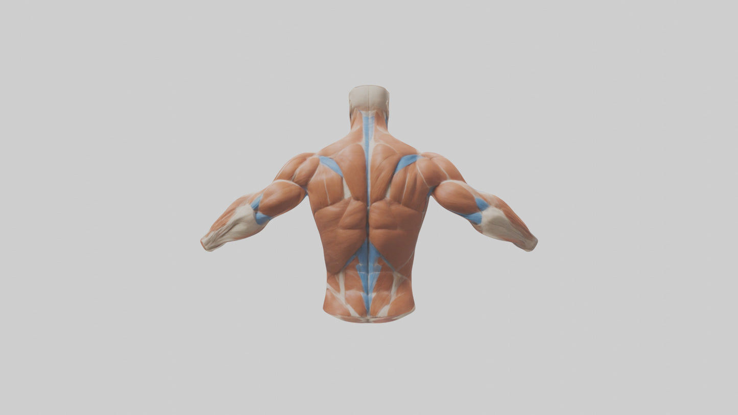 Human Deltoid Muscle Model VR / AR / low-poly