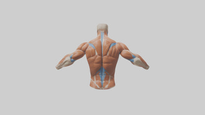 Human Deltoid Muscle Model VR / AR / low-poly