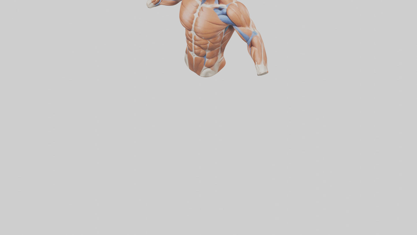 Human Deltoid Muscle Model VR / AR / low-poly