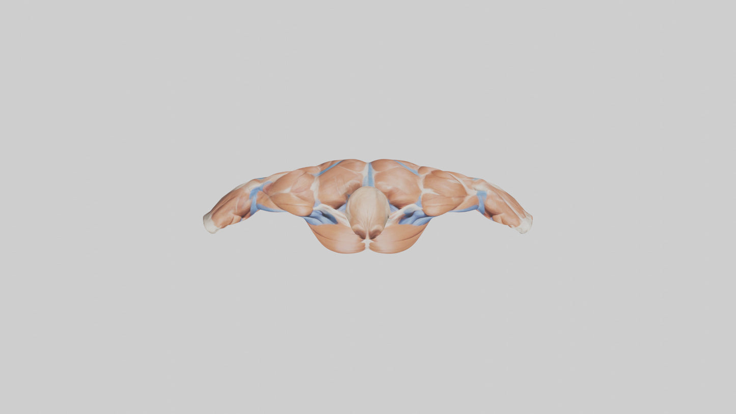 Human Deltoid Muscle Model VR / AR / low-poly