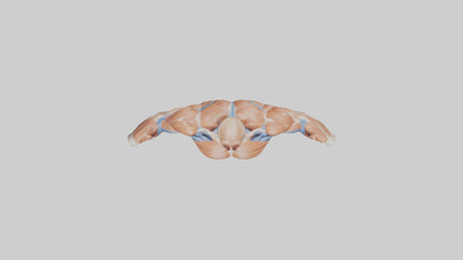 Human Deltoid Muscle Model VR / AR / low-poly