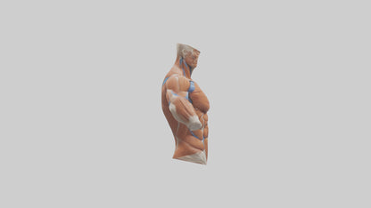 Human Deltoid Muscle Model VR / AR / low-poly