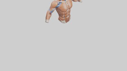 Human Deltoid Muscle Model VR / AR / low-poly