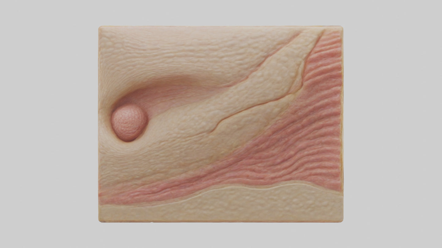 3D model Human Dermis Model VR / AR / low-poly