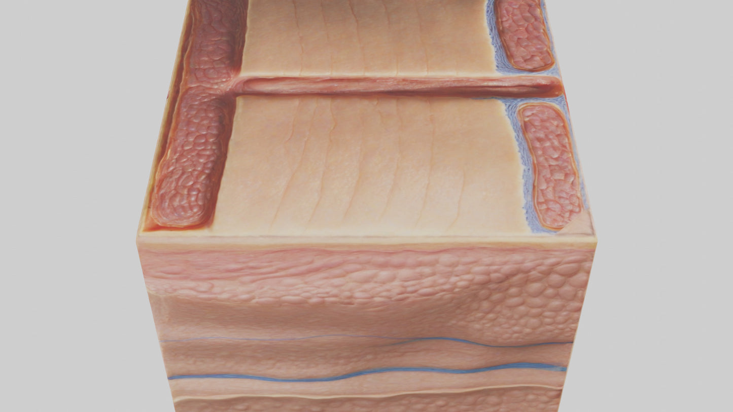 3D model Human Dermis Model VR / AR / low-poly