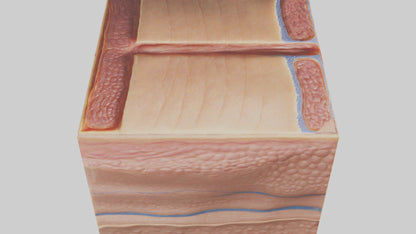 3D model Human Dermis Model VR / AR / low-poly