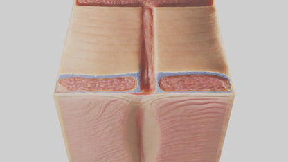 3D model Human Dermis Model VR / AR / low-poly