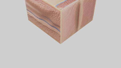 3D model Human Dermis Model VR / AR / low-poly