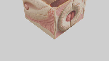 3D model Human Dermis Model VR / AR / low-poly