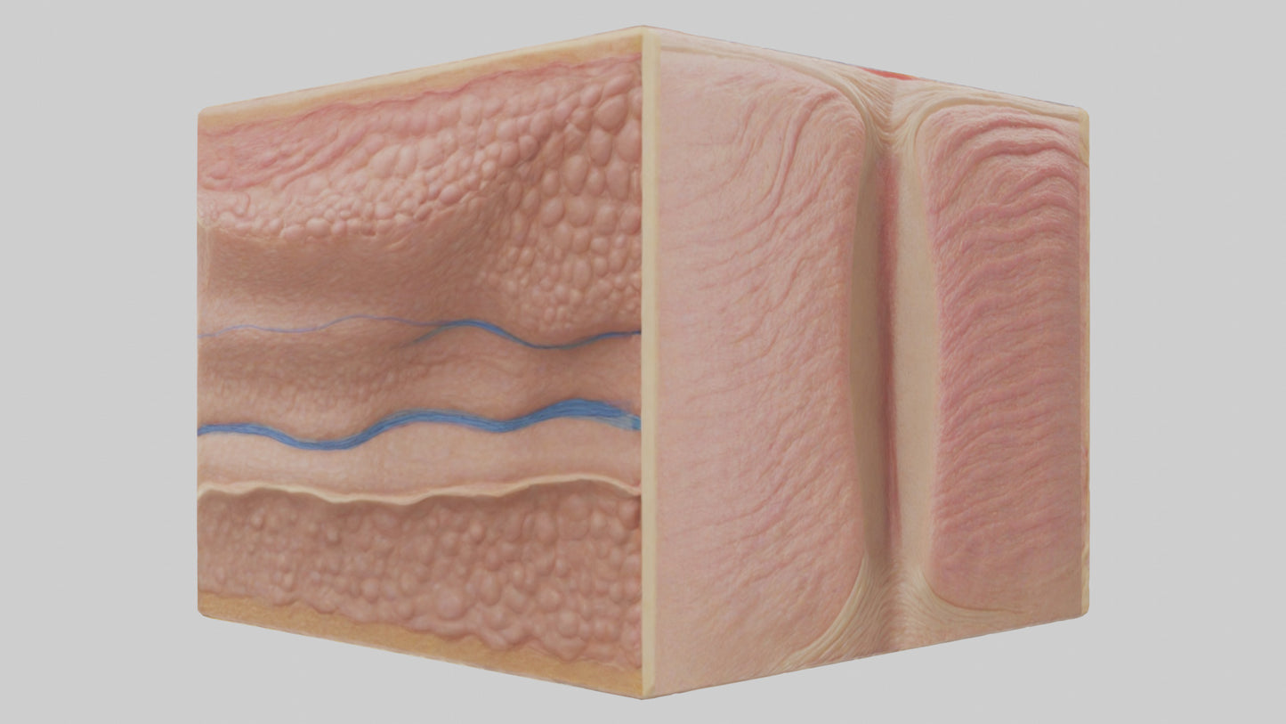 3D model Human Dermis Model VR / AR / low-poly