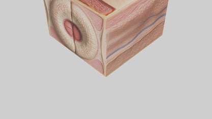 3D model Human Dermis Model VR / AR / low-poly