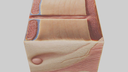 3D model Human Dermis Model VR / AR / low-poly