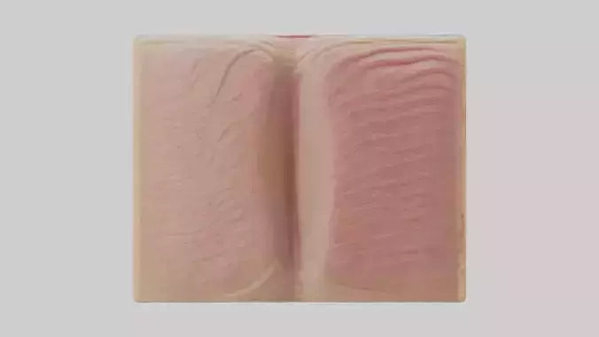 3D model Human Dermis Model VR / AR / low-poly