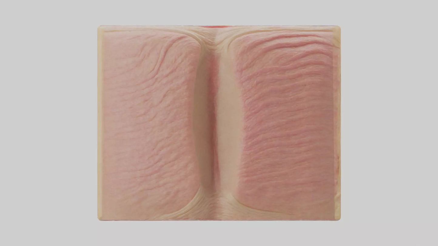 3D model Human Dermis Model VR / AR / low-poly