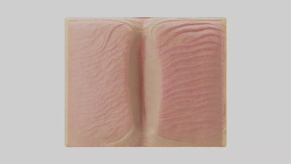 3D model Human Dermis Model VR / AR / low-poly