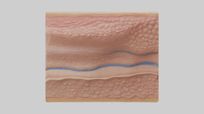 3D model Human Dermis Model VR / AR / low-poly