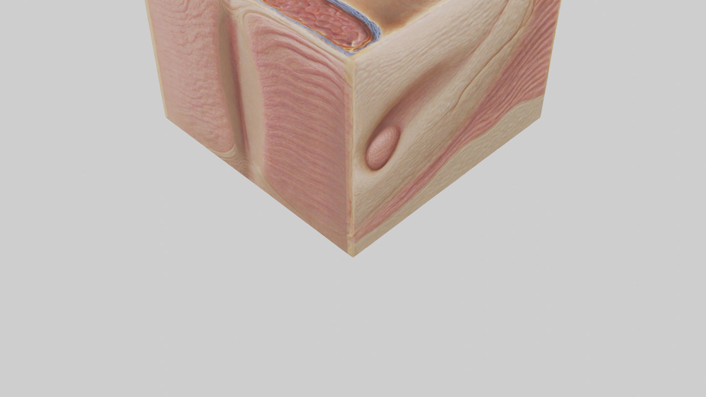 3D model Human Dermis Model VR / AR / low-poly