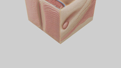 3D model Human Dermis Model VR / AR / low-poly