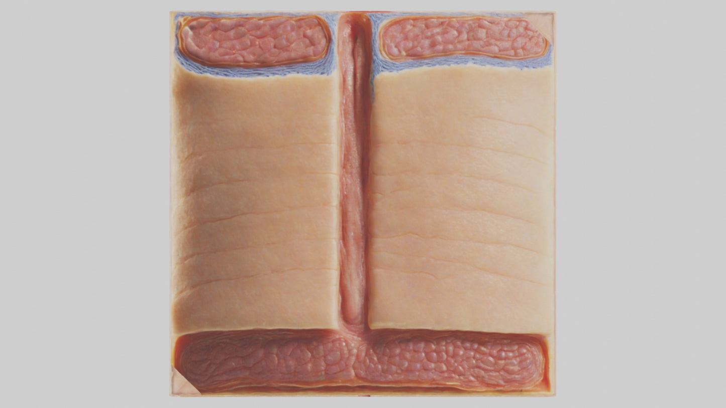 3D model Human Dermis Model VR / AR / low-poly