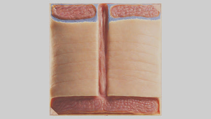 3D model Human Dermis Model VR / AR / low-poly