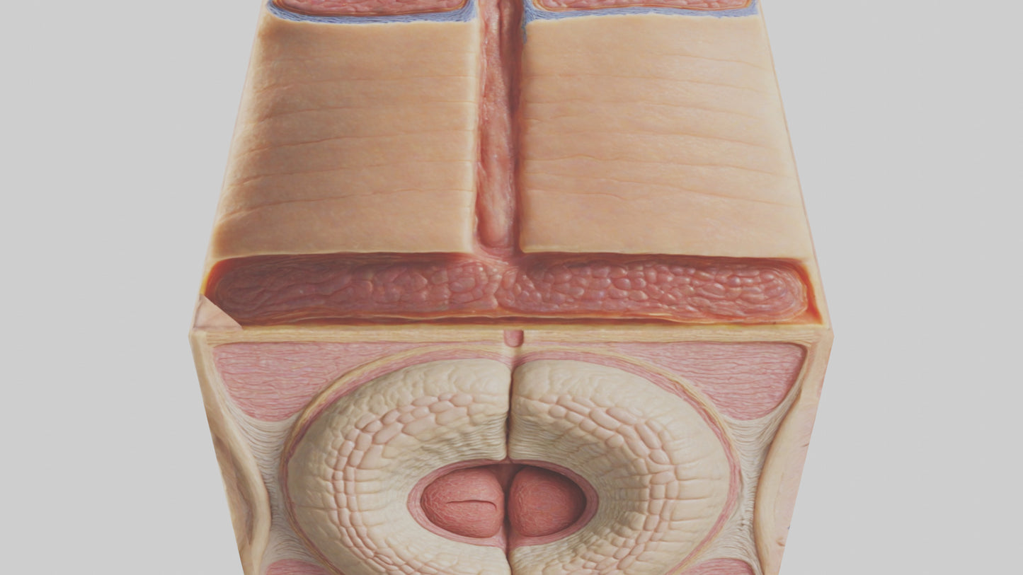 3D model Human Dermis Model VR / AR / low-poly