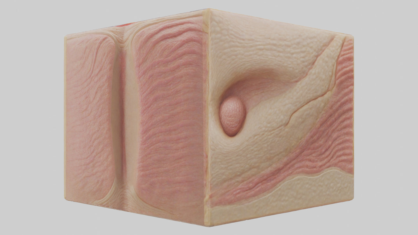 3D model Human Dermis Model VR / AR / low-poly