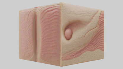 3D model Human Dermis Model VR / AR / low-poly