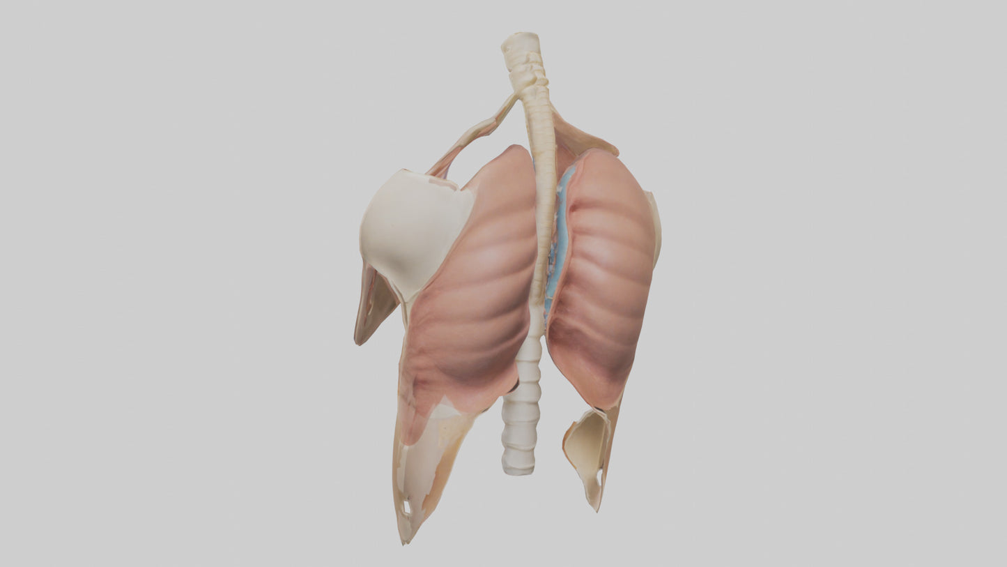 Human Diaphragm Model VR / AR / low-poly