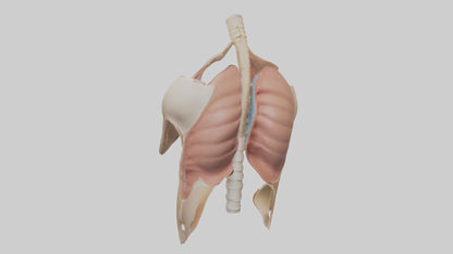 Human Diaphragm Model VR / AR / low-poly