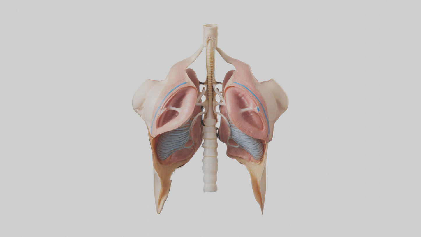 Human Diaphragm Model VR / AR / low-poly