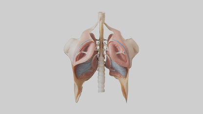 Human Diaphragm Model VR / AR / low-poly