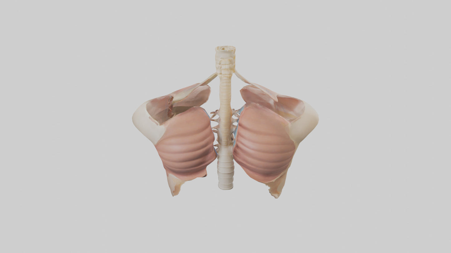 Human Diaphragm Model VR / AR / low-poly