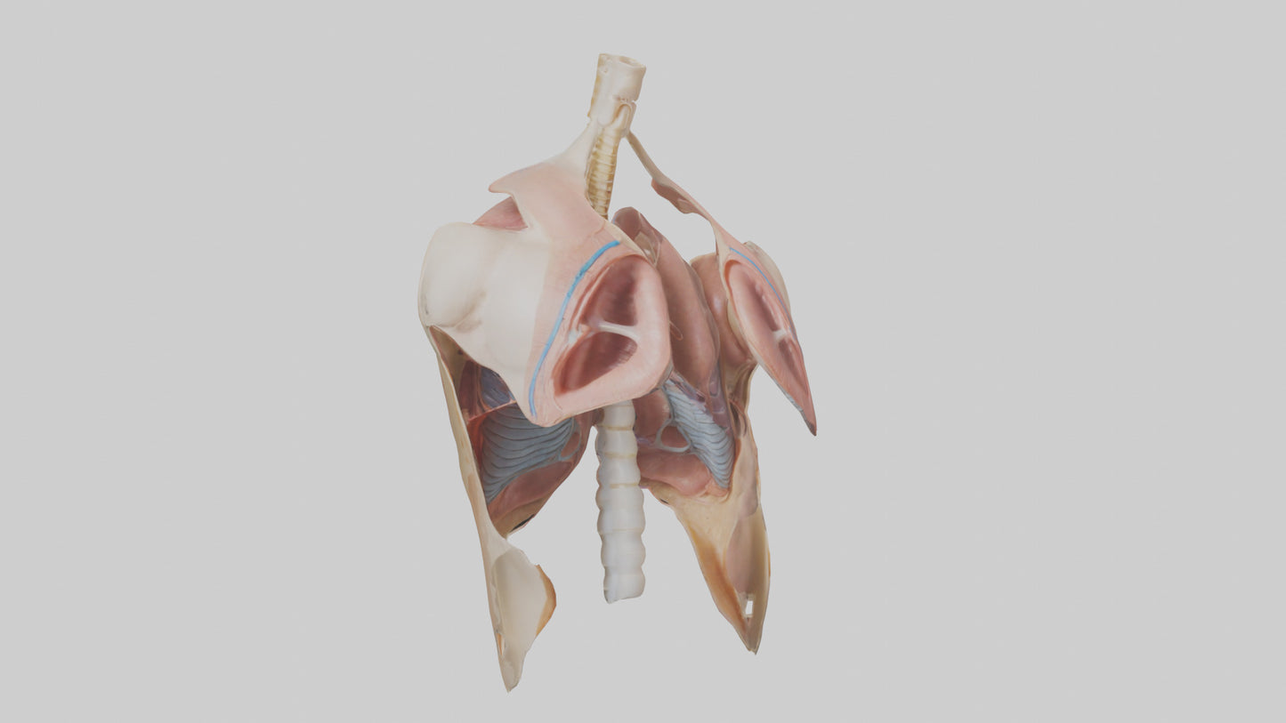 Human Diaphragm Model VR / AR / low-poly