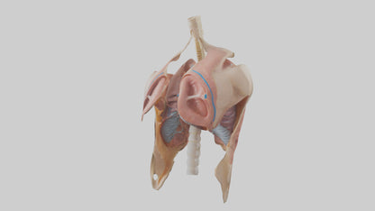 Human Diaphragm Model VR / AR / low-poly