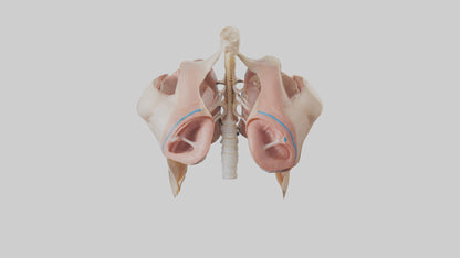 Human Diaphragm Model VR / AR / low-poly